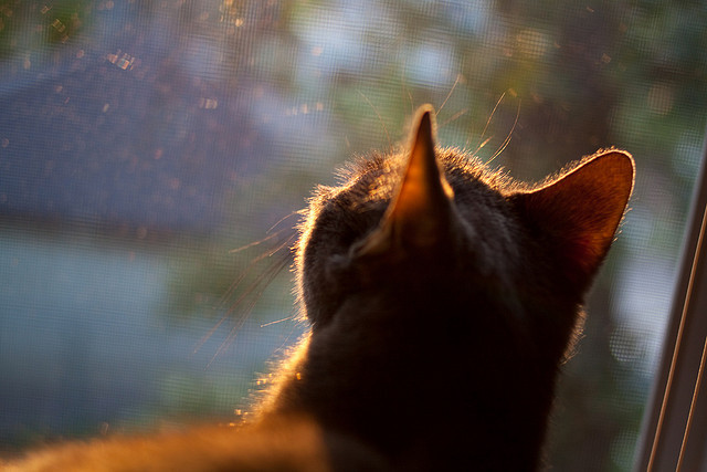 全国武术散打大奖赛展开激烈比拼,2021全国武术散打冠军赛