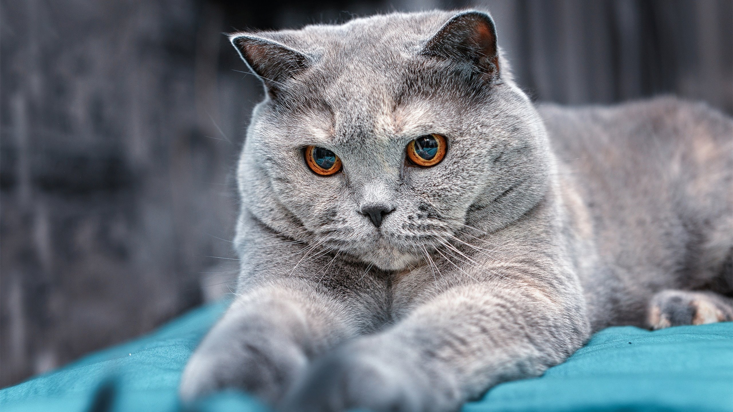 萨勒尼塔纳阵容轮换见成效,萨勒尼塔vs那不勒斯