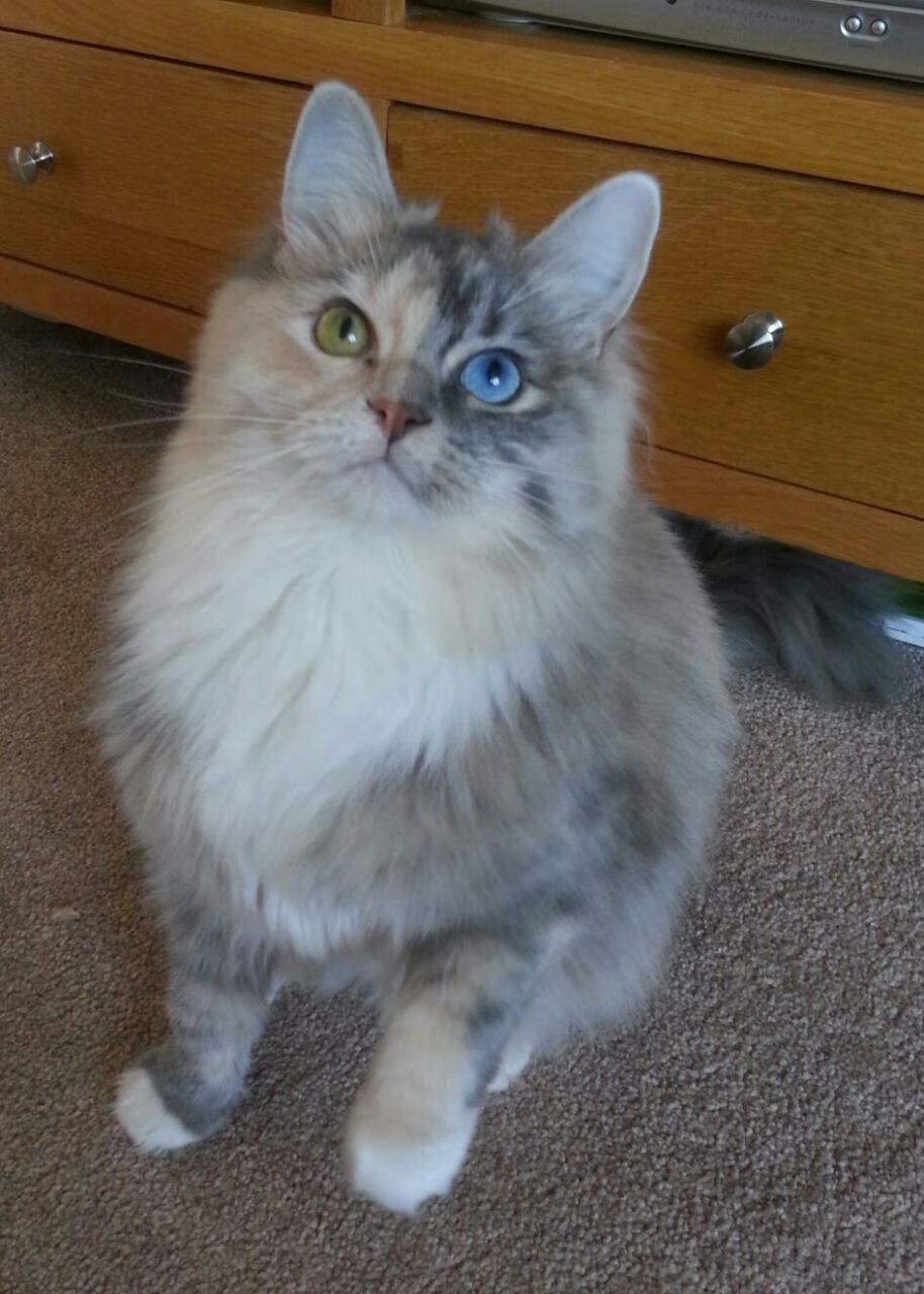 运动科技结合人工智能开发个性训练方案，人工智能与体育运动运用