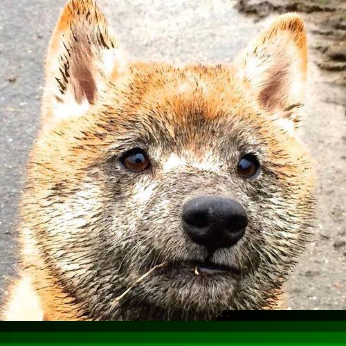 库里本场得分突破三万大关创生涯纪录，库里生涯所有比赛