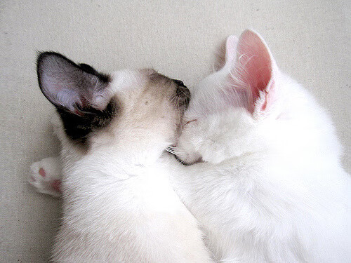 德甲攻守转换：节奏快，精彩无限！，新赛季德甲用球