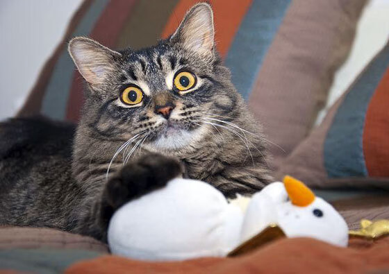 普费夫决赛表现助力队伍刷新纪录，普费泽尔